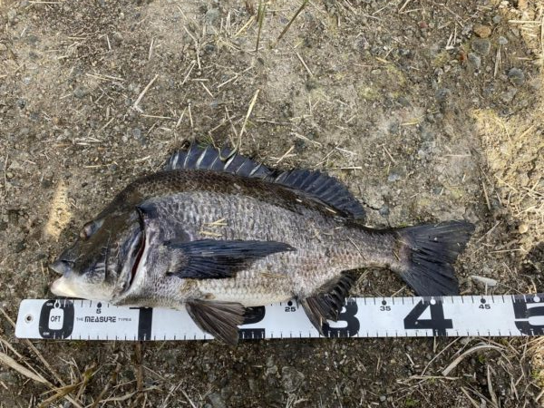 イチノ兄弟、釣果！