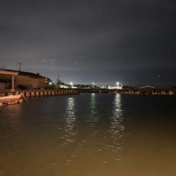 メバルプラッキング④