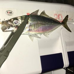 アジさんこんにちは♪