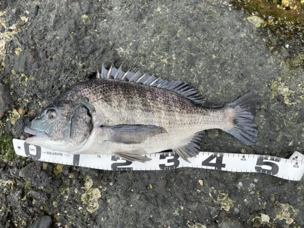 イチノ兄弟、釣果！