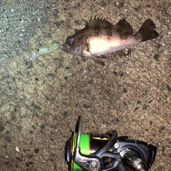 メバルプラッキング12