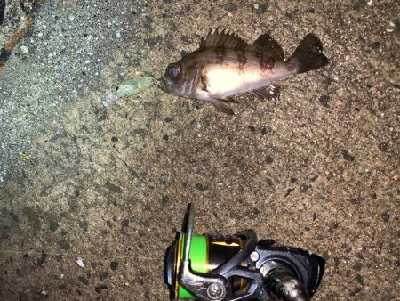 メバルプラッキング12