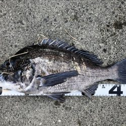 イチノ兄弟、釣果！