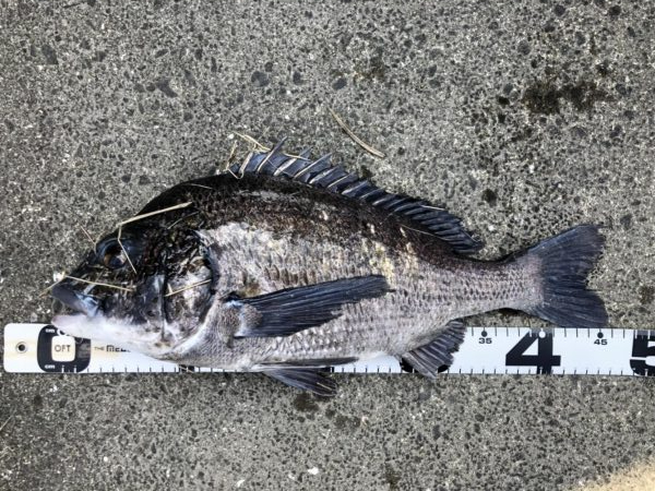 イチノ兄弟、釣果！