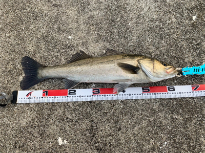 シーバス高活性