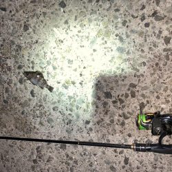 メバルプラッキング13