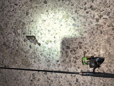 メバルプラッキング13