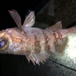 メバルプラッキング19