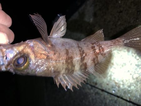 メバルプラッキング19