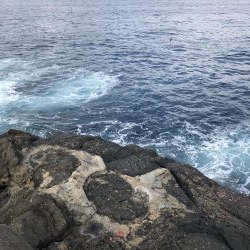 沖磯でグレ釣り