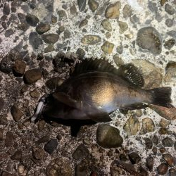 ひさびさのメバル