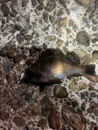 ひさびさのメバル