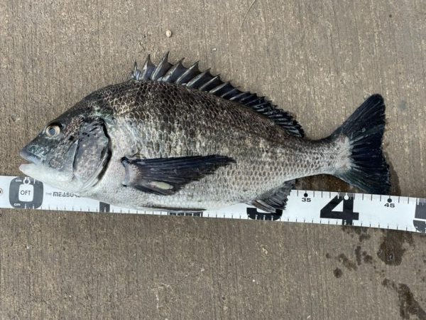 イチノ兄弟、釣果！