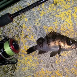 メバルプラッキング28