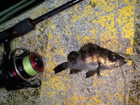 メバルプラッキング28