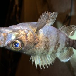 メバルプラッキング⑧