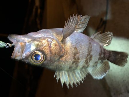 メバルプラッキング⑧