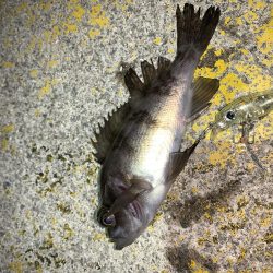 メバルプラッキング⑩