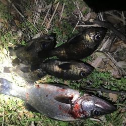 メバリング小遠征