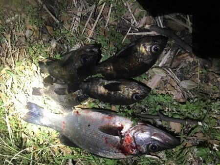 メバリング小遠征