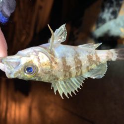 メバルプラッキング20