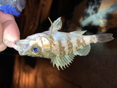 メバルプラッキング20