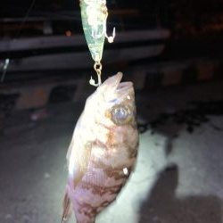 メバルプラッキング11