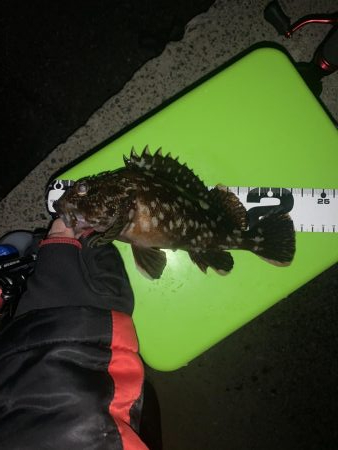 久しぶりの連続釣行