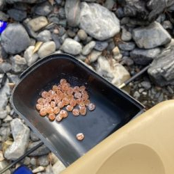 玉川 あまご解禁