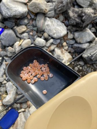 玉川 あまご解禁