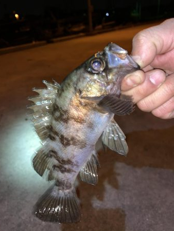 メバルプラッキング14