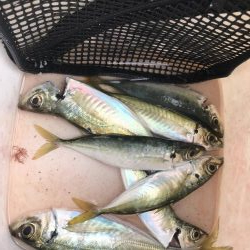 春アジングは楽しい!