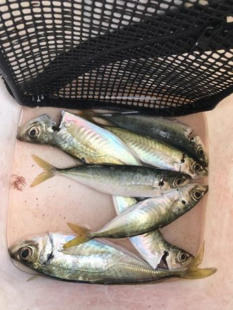 春アジングは楽しい!