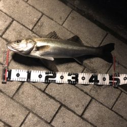 水温が上がってきた。