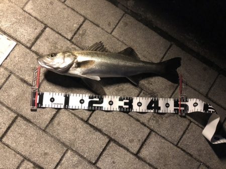 水温が上がってきた。