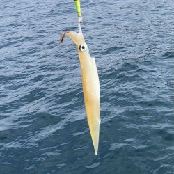 スッテでちゅー