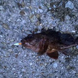 ガシラは入れ食い