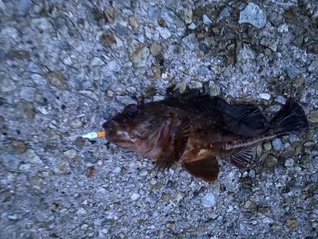 ガシラは入れ食い