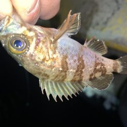 メバルプラッキング25