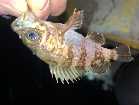 メバルプラッキング25