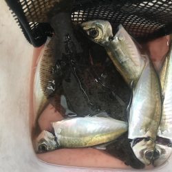 アジング楽しい!