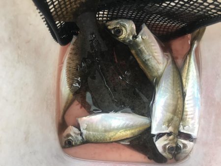 アジング楽しい！