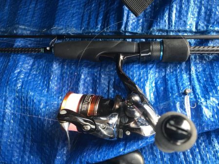 朝マズメのアジング