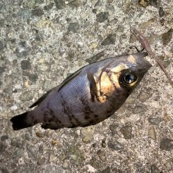 メバルプラッキング18