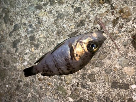 メバルプラッキング18