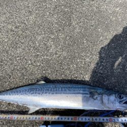 ４投で４ヒット！なのに魚は２匹だけ？（笑）