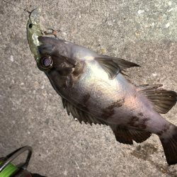 メバルプラッキング17