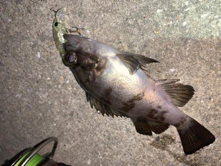 メバルプラッキング17