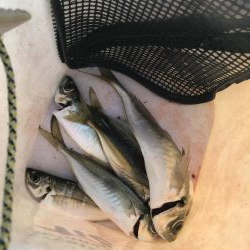 続、アジング練習！