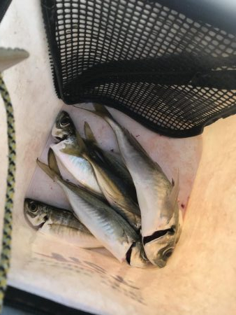 続、アジング練習！